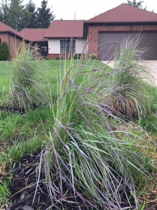 Ornamental Grass Ohio area in the Ask a Question forum