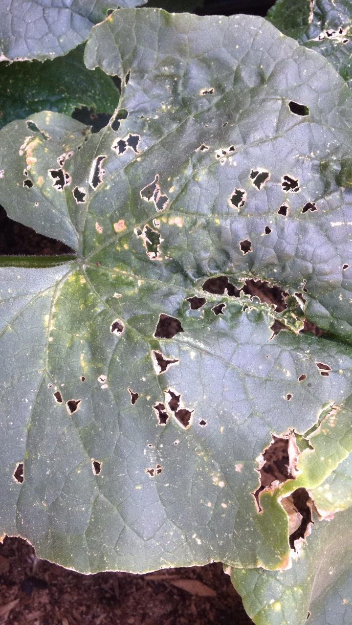 Holes in cucumber plant leaves in the Ask a Question forum