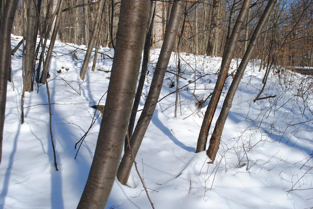 insertions-anal-pictures-of-a-birch-black-sweet-armpit-porn