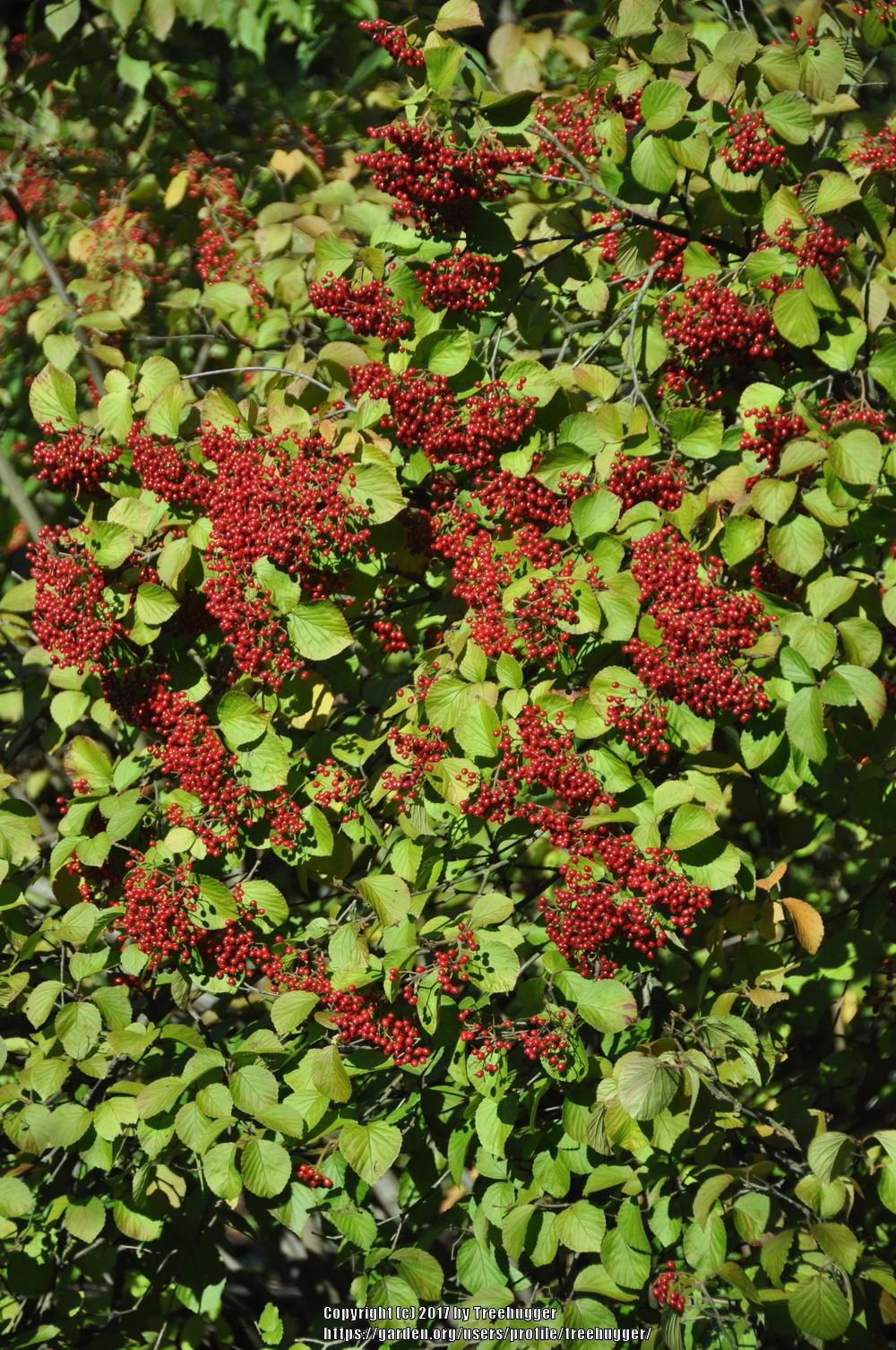 Viburnums Plant Care and Collection of Varieties