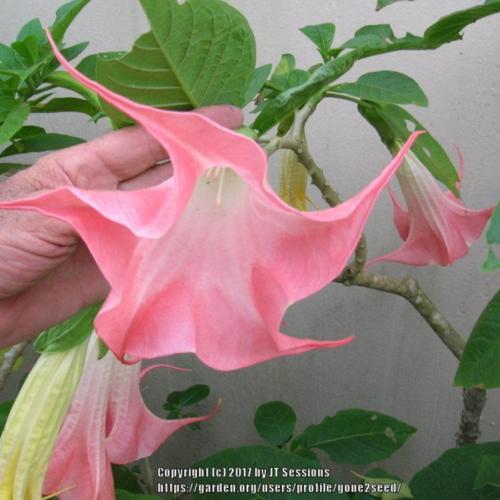 Angel's Trumpet (Brugmansia 'Cindy Ann') in the Angel's Trumpets