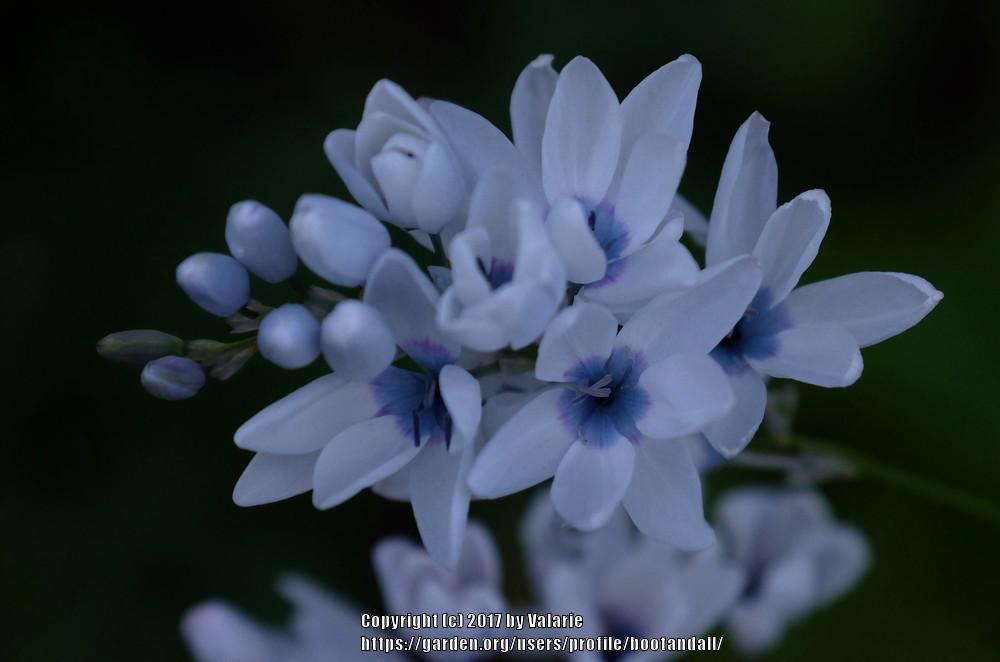 Variable Ixia (Ixia polystachya)