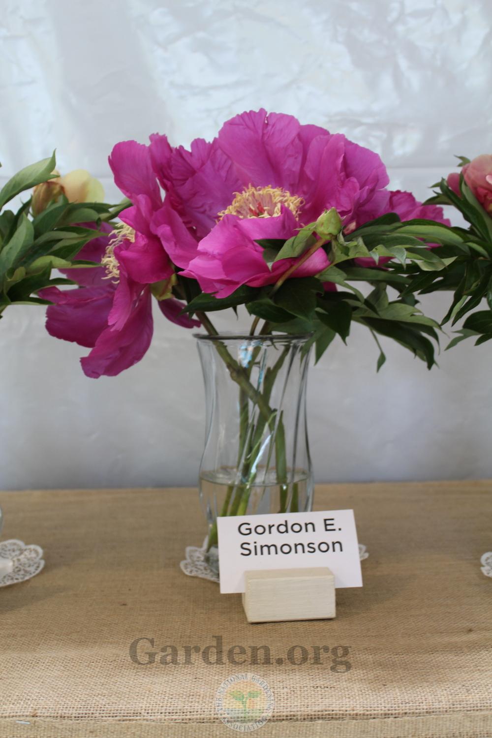 Itoh Peony (Paeonia 'Gordon E. Simonson') in the Peonies Database