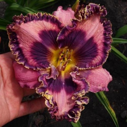 Daylily (Hemerocallis 'Violets are Blue') in the Daylilies Database