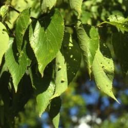 Location: Aurora, Illinois
Date: summer in 1980's
leaves with some leaf galls
