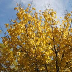 Location: Downingtown, Pennsylvania
Date: 2015-10-29
fall foliage