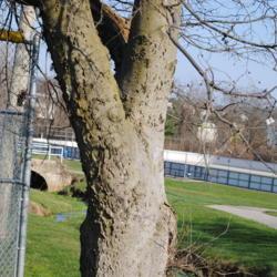 Location: Thorndale, Pennsylvania
Date: 2016-01-02
trunk and bark