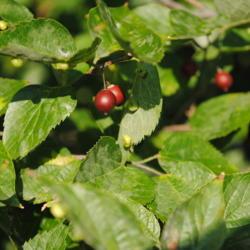 Location: Rehoboth Beach, Delaware
Date: 2012-09-14
fruit and leaves