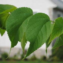 Location: Thorndale, Pennsylvania
Date: 2010-08-03
leaves