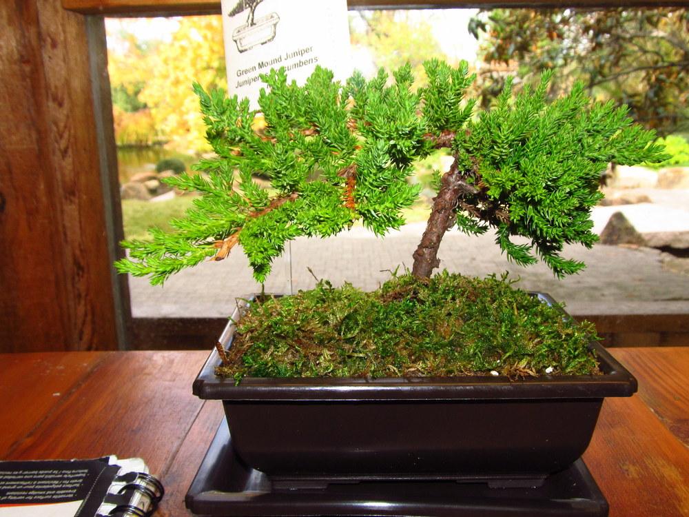 Dwarf Japanese Garden Juniper (Juniperus procumbens 'Green Mound