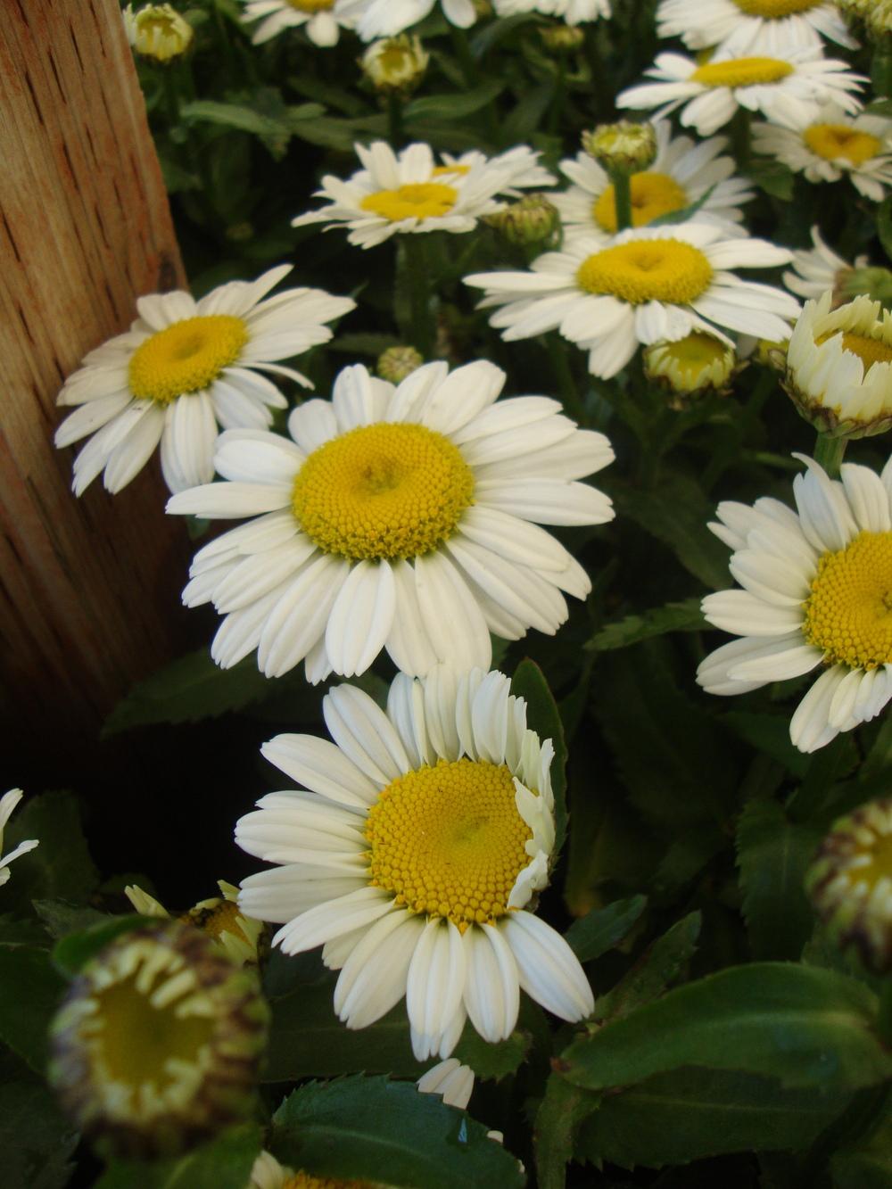 Shasta Daisies Plant Care and Collection of Varieties