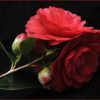 Camellia japonica Red Red Rose gpn