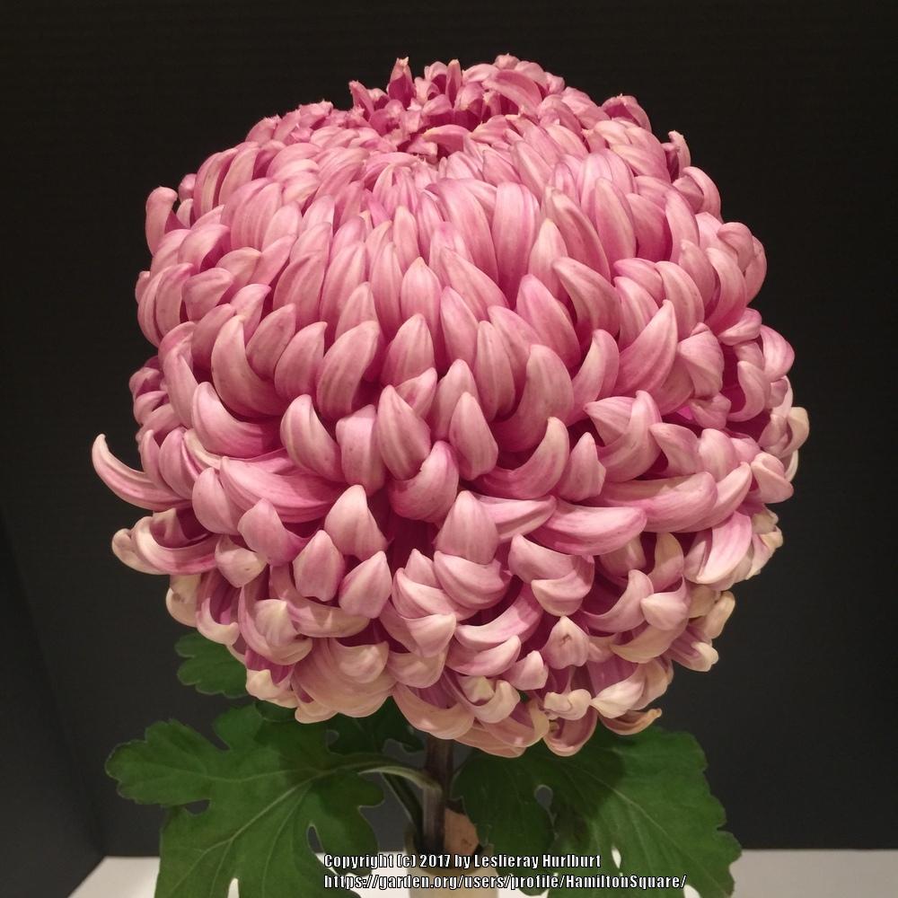 Photo of the bloom of Irregular Incurve Mum (Chrysanthemum ‘Quan Yon