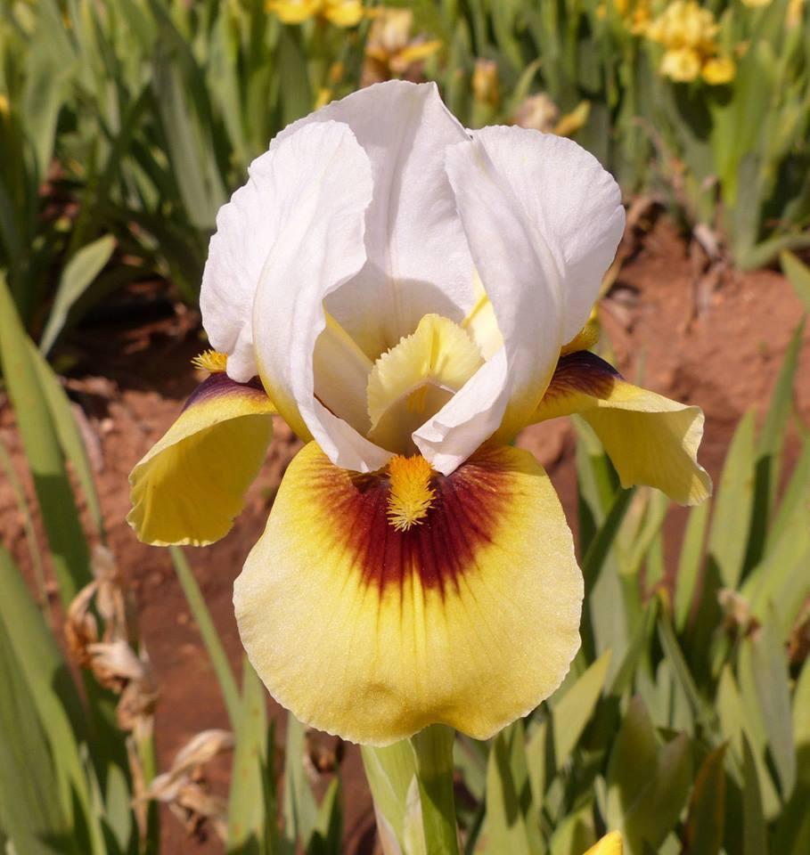 Photo of the bloom of Arilbred Iris (Iris 'Sun and Snow') posted by