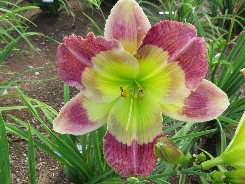Daylily (Hemerocallis 'Green Darner') in the Daylilies Database