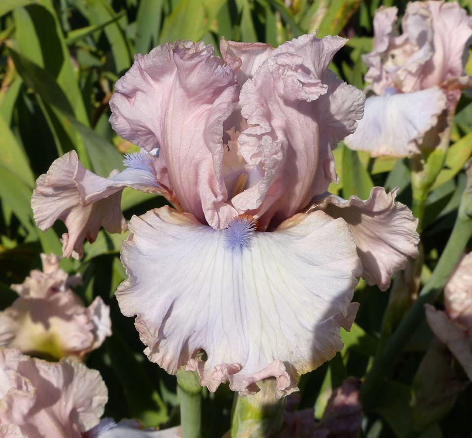 Photo of the bloom of Tall Bearded Iris (Iris 'Ice Cream Sundae