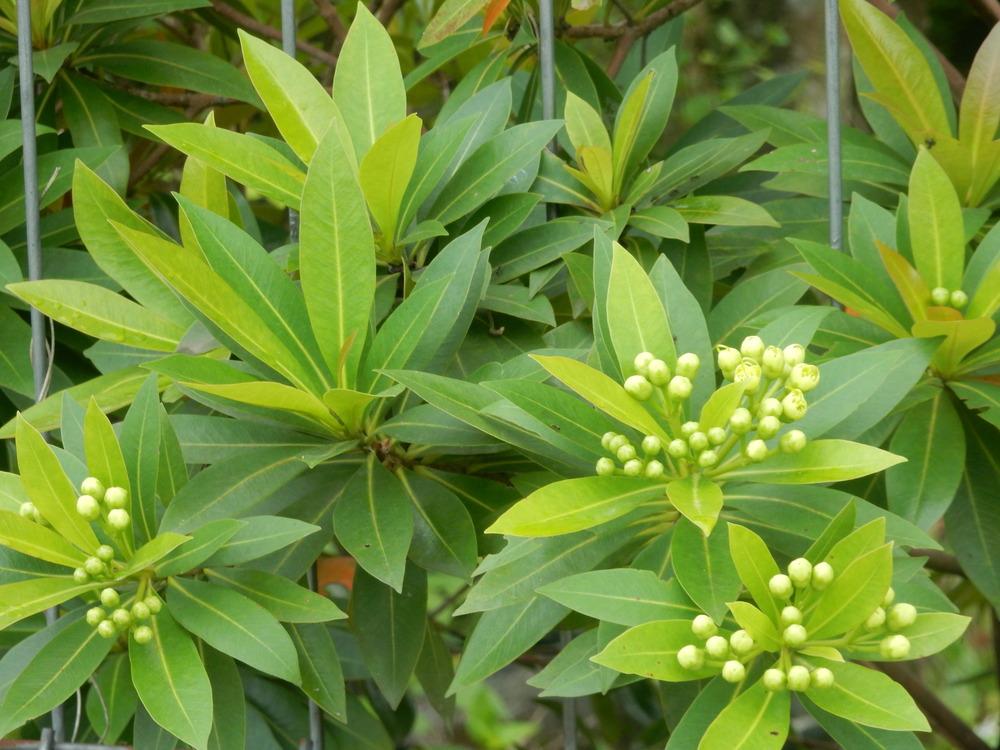 Photo of the leaves of Golden Penda (Xanthostemon chrysanthus) posted