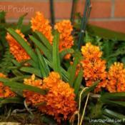 Location: Ann Arbor Orchid Show, MIDate: 2009-04-19