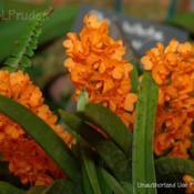 Location: Ann Arbor Orchid Show, MIDate: 2009-04-19