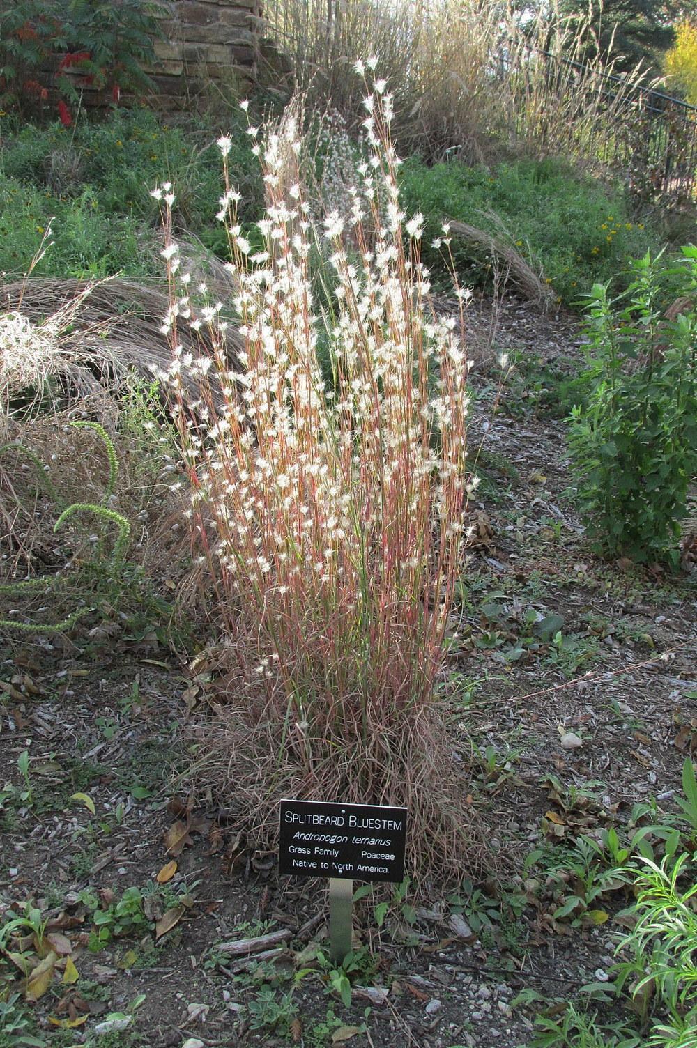 Photo of the entire plant of SplitBeard Broomsedge (Andropogon