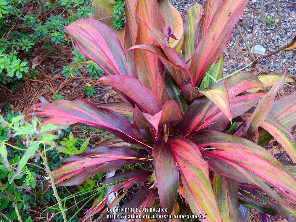 Ti Plant (Cordyline fruticosa 'Waihee Rainbow')
