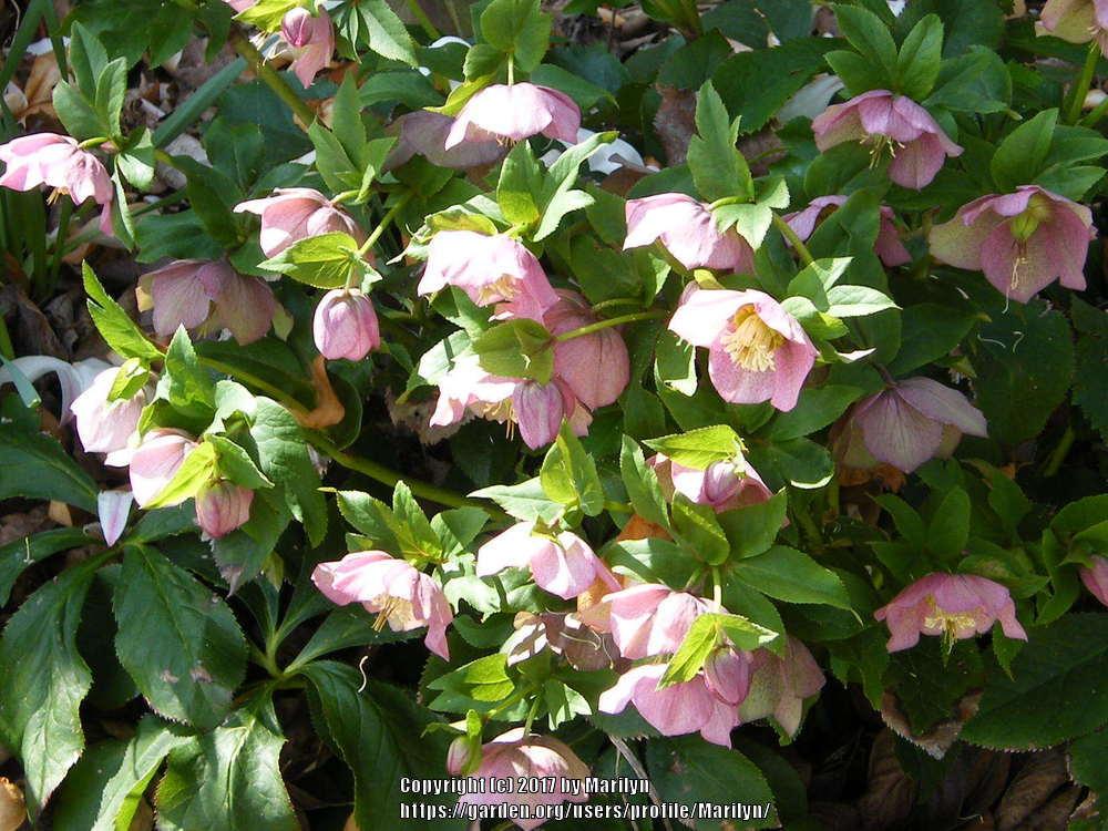 Hellebores Plant Care and Collection of Varieties