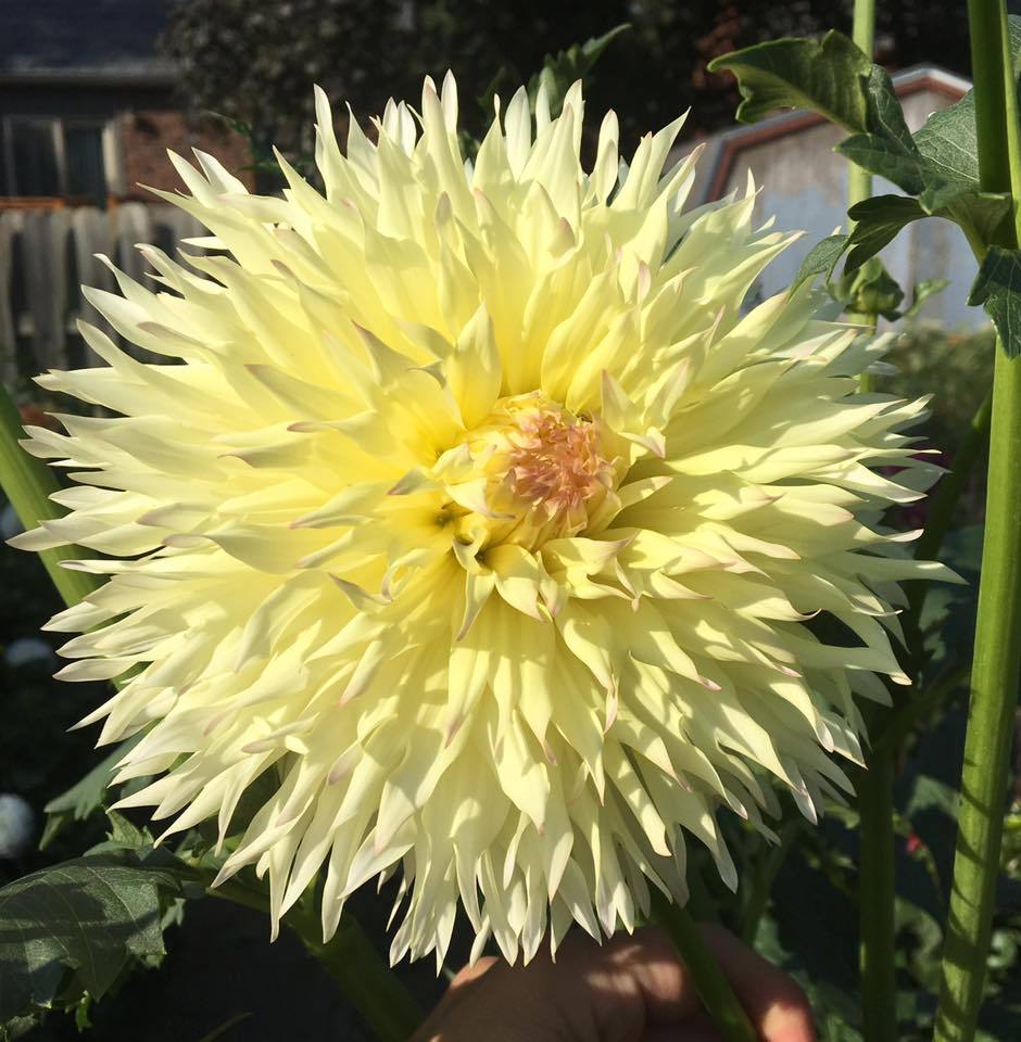 Photo of the bloom of Dahlia 'Citron du Cap' posted by Melissamaeday