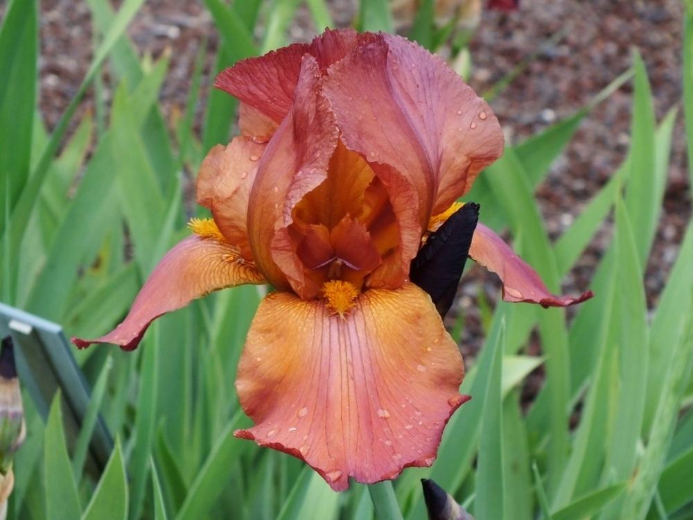 Tall Bearded Iris (Iris 'Campfire Glow') in the Irises Database