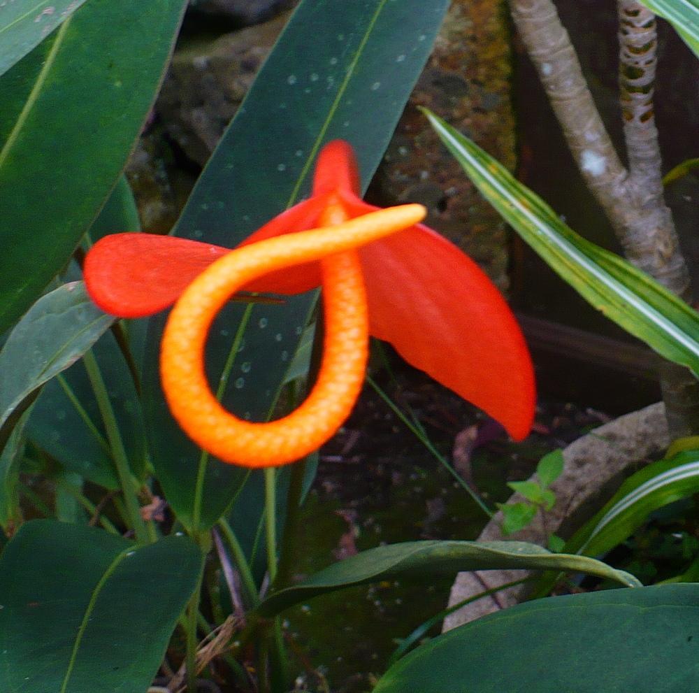 Anthuriums Plant Care and Collection of Varieties