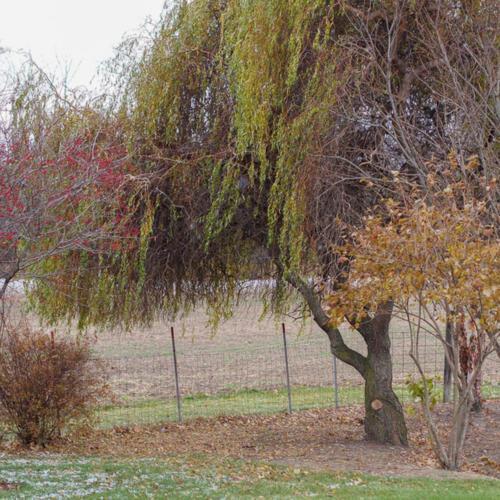 Corkscrew Willow (Salix babylonica var. matsudana 'Golden Curls