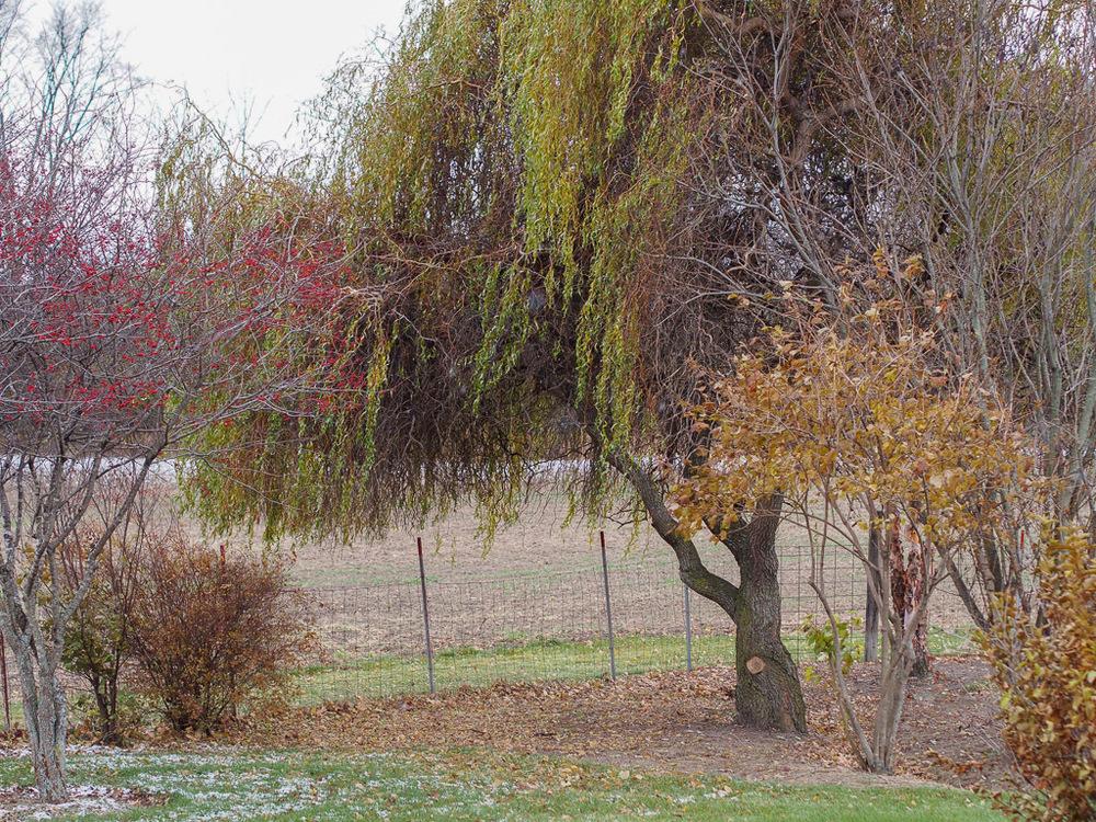 Corkscrew Willow (Salix babylonica var. matsudana 'Golden Curls