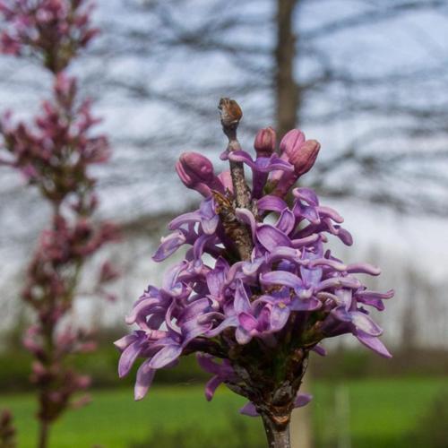 Chinese Lilac (Syringa x chinensis) in the Lilacs Database