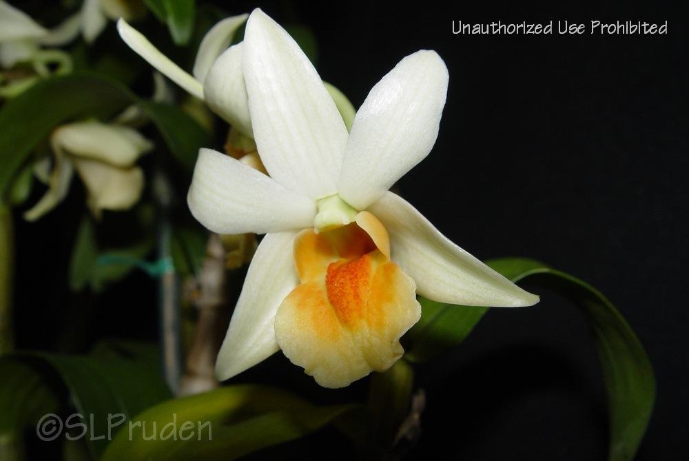 Photo of the bloom of Orchid (Dendrobium Frosty Dawn) posted by