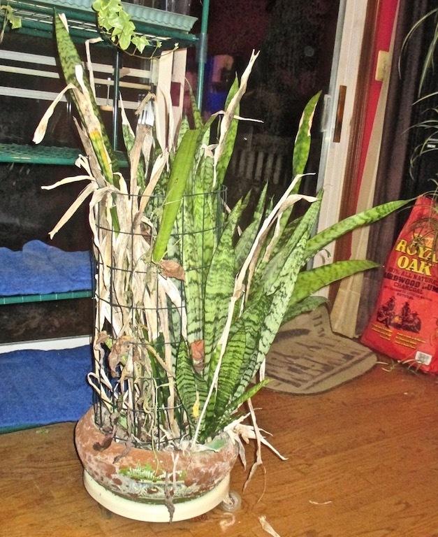 Ask a Question forum A pot Bound Snake plant.