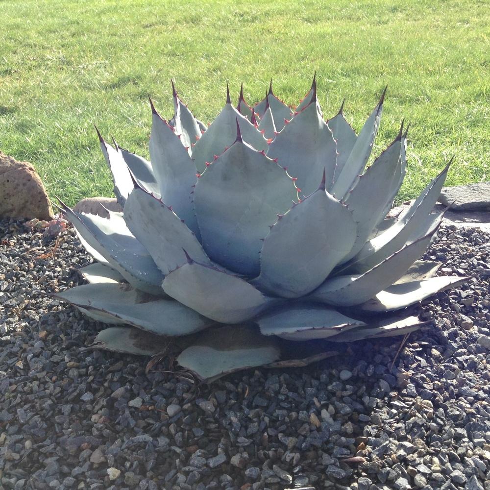 Agaves Plant Care and Collection of Varieties