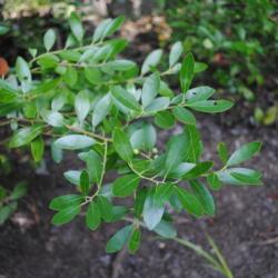 Location: southern New Jersey
Date: 2014-08-09
summer foliage of a wild plant