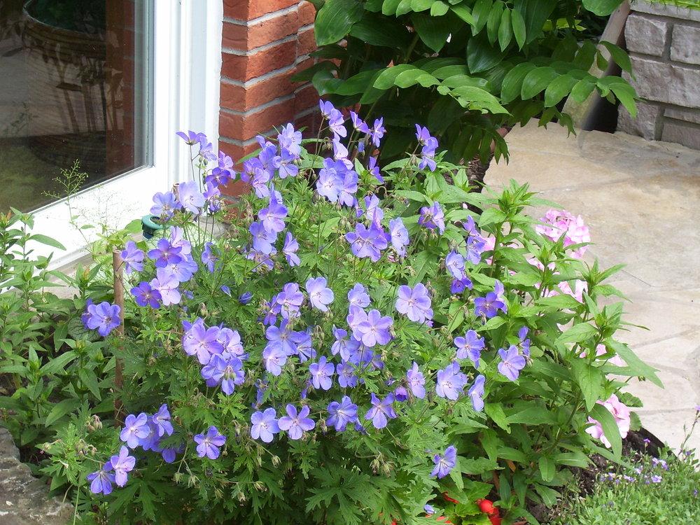 Photo of the bloom of Hardy Geranium (Geranium 'Johnson's Blue') posted by SunnyBorders