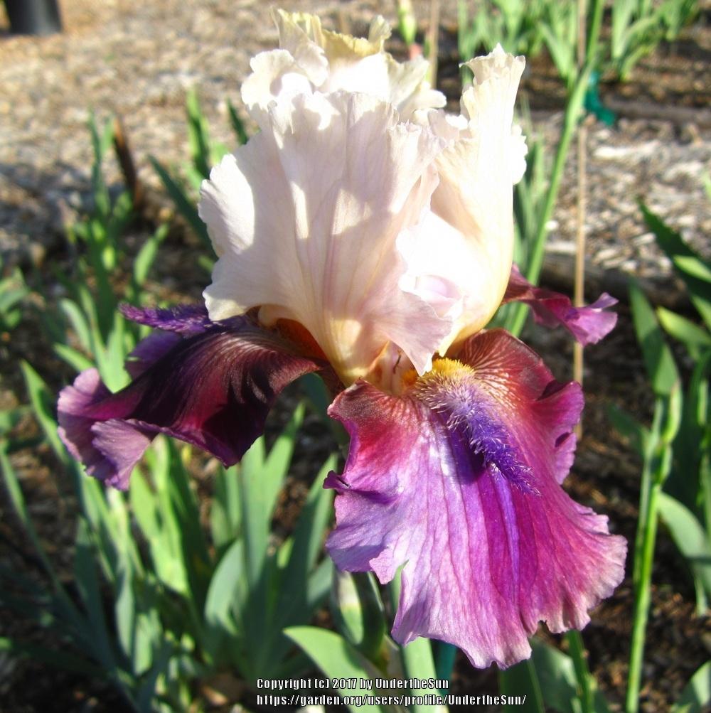 Tall Bearded Iris (Iris 'Source of Course') in the Irises Database