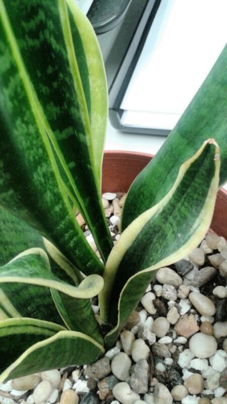 Ask A Question Forum Can Anyone Help Me Figure Out What S Going On With My Office Plants Garden Org