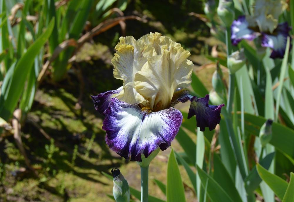 Photo of the bloom of Tall Bearded Iris (Iris 'Margin Call') posted by