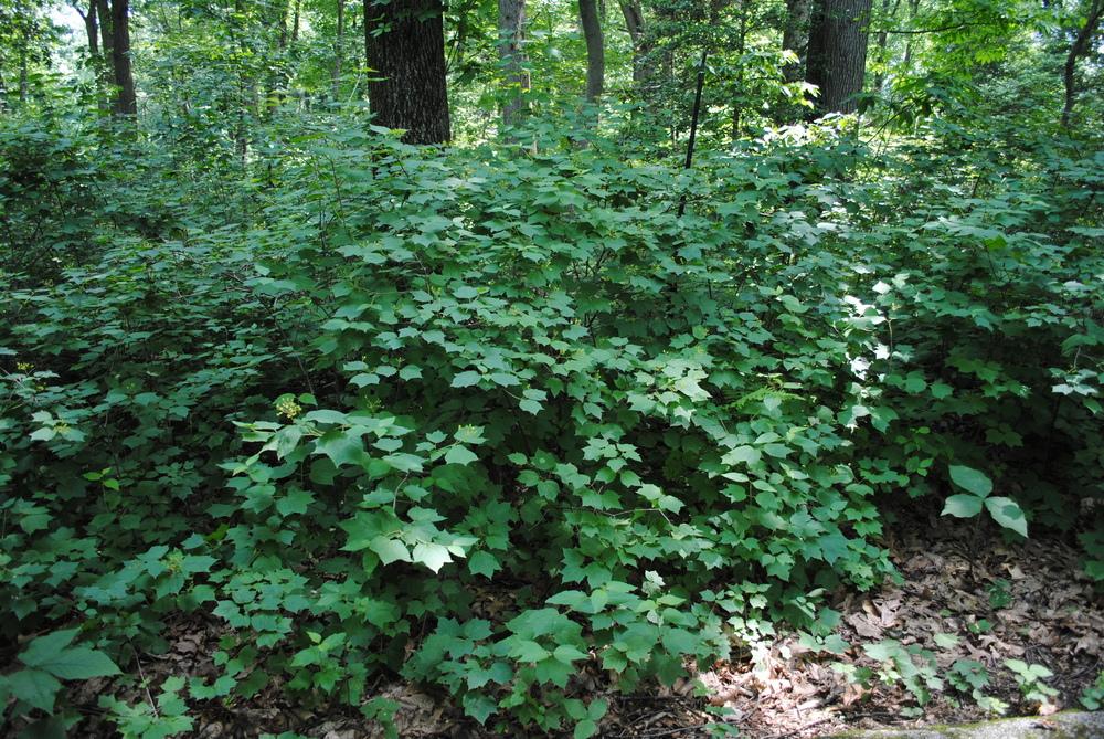 Photo of the entire plant of Mapleleaf Viburnum (Viburnum acerifolium) posted by ILPARW