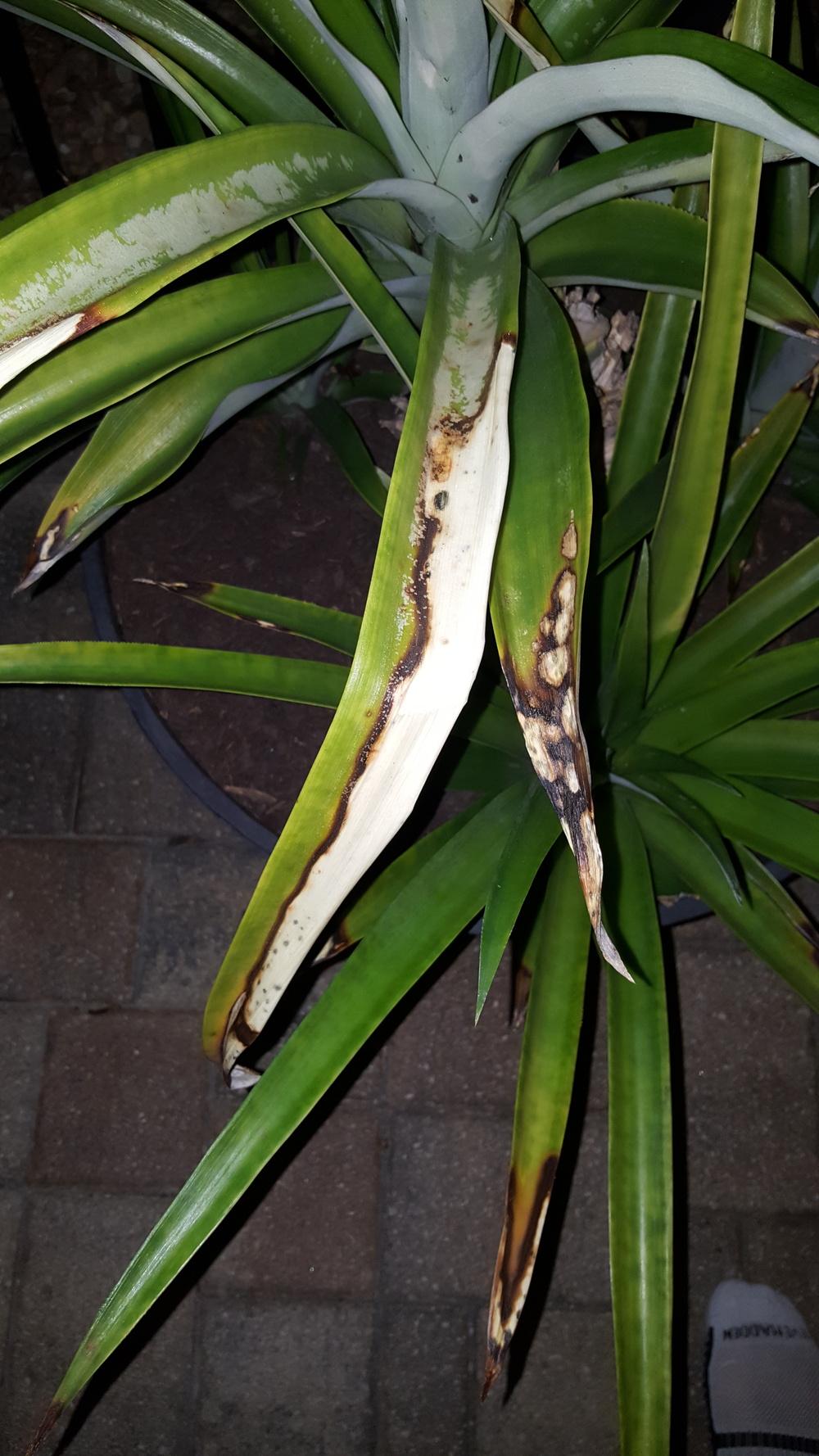 White Spots On Pineapple Leaves