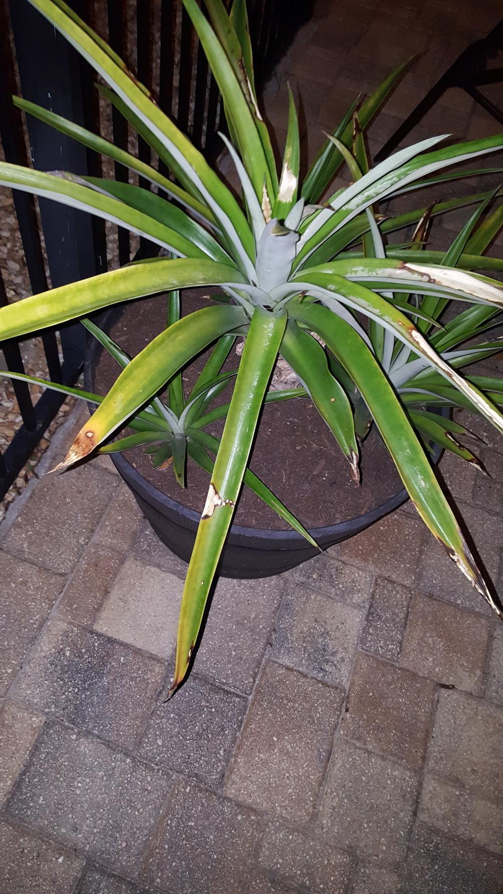 White Spots On Pineapple Leaves