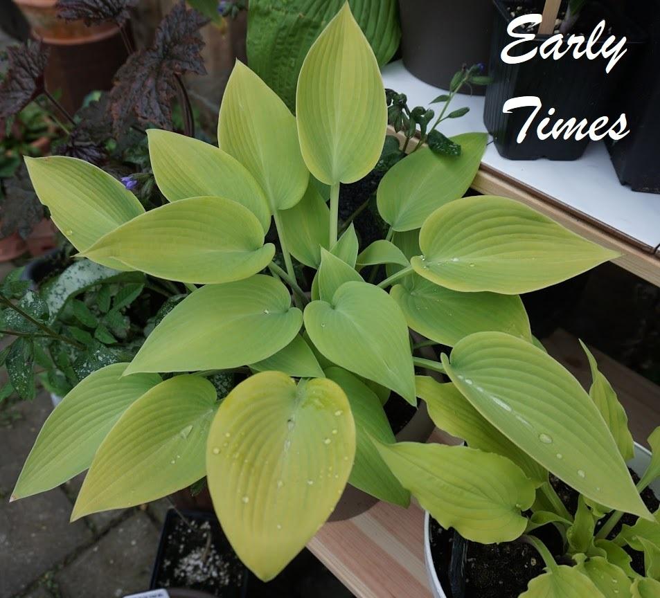 Hosta 'Early Times' in the Hostas Database