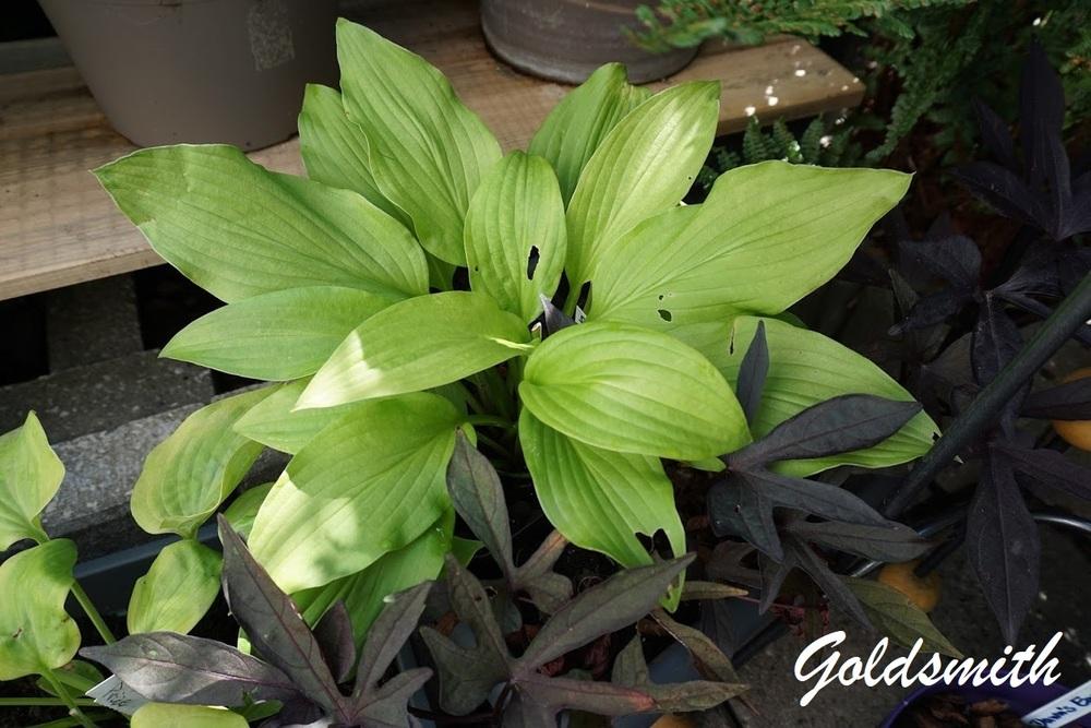 Hosta 'Goldsmith' in the Hostas Database