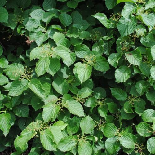 Kentucky Viburnum (Viburnum molle) in the Viburnums Database