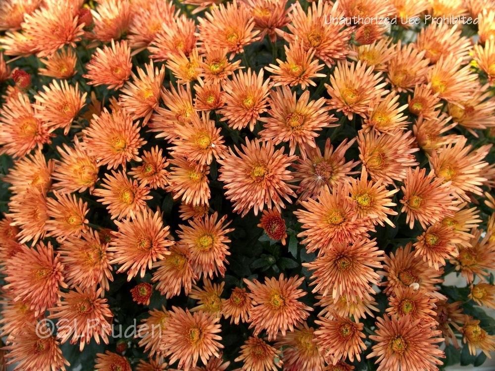 Chrysanthemum (Chrysanthemum x morifolium 'Alberta')