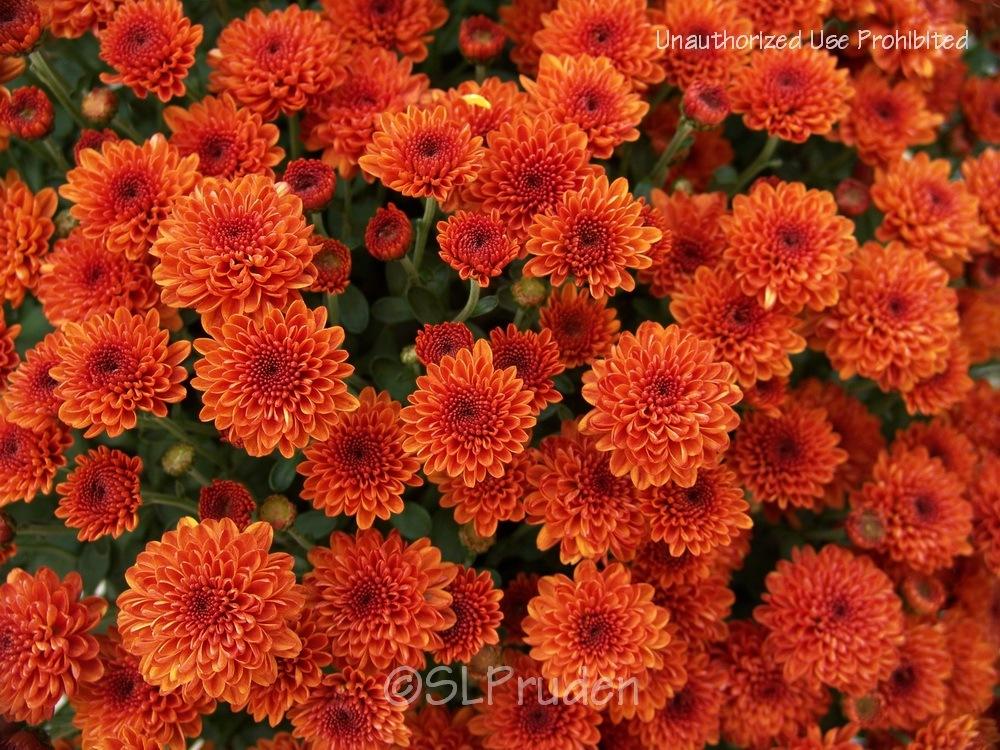Photo of the bloom of Chrysanthemum (Chrysanthemum x morifolium 'Ashley