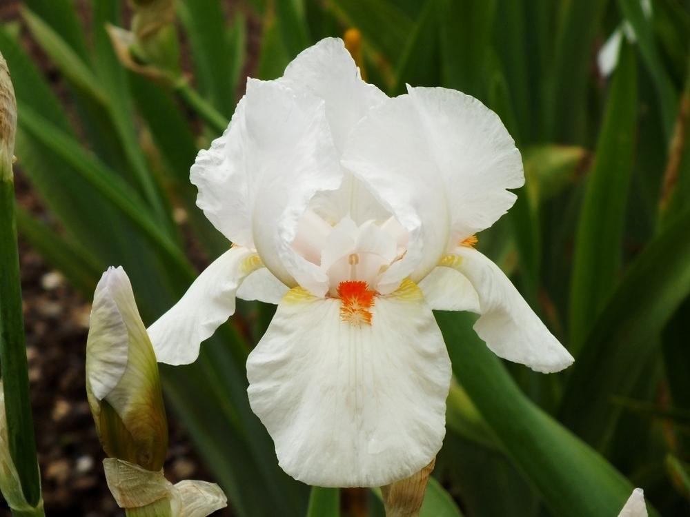Tall Bearded Iris (Iris 'Frost and Flame') in the Irises Database