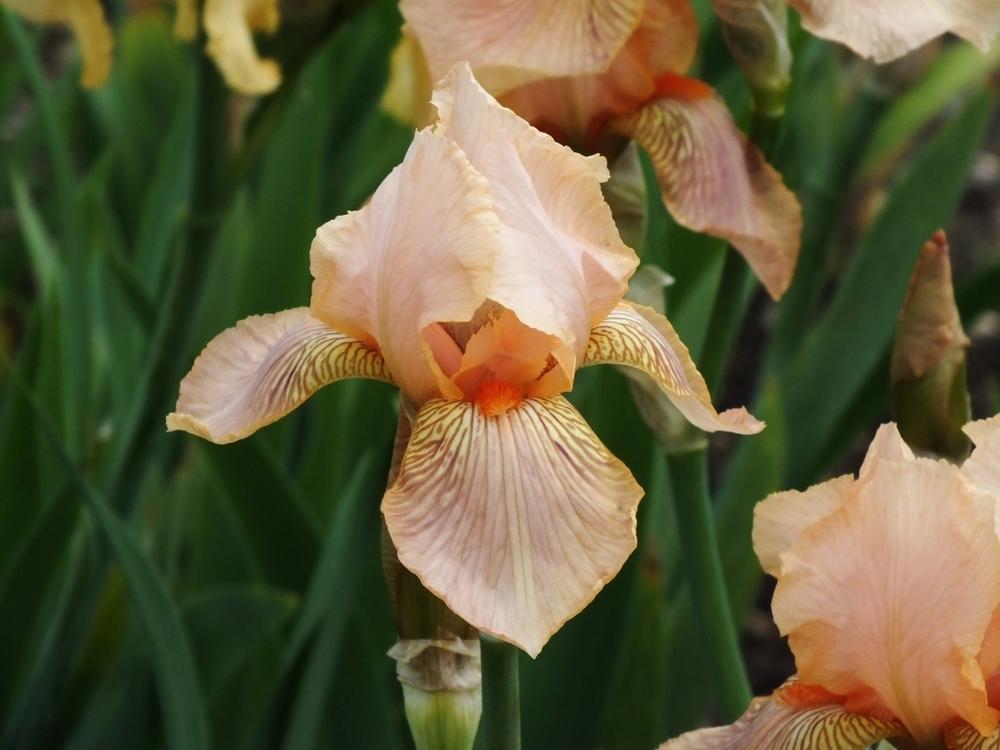 Photo of the bloom of Tall Bearded Iris (Iris 'Edward of Windsor') posted by sunnyvalley